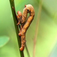 農(nóng)藥殘留檢測儀的應(yīng)用提高農(nóng)殘檢測效率，適用于流動檢測